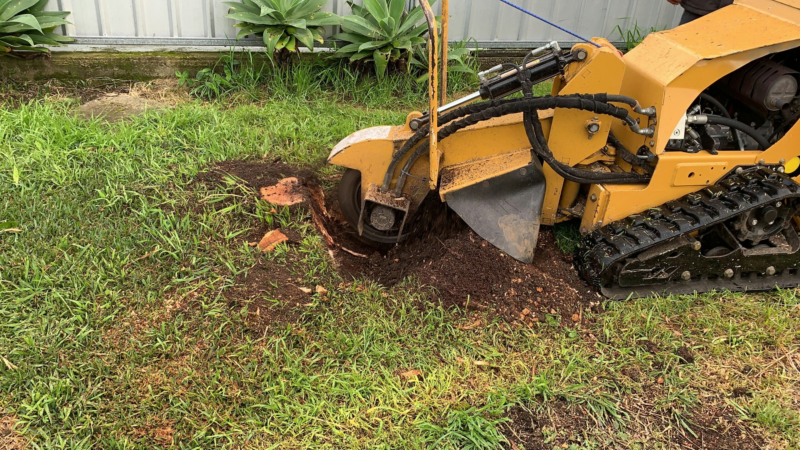 Before stump grinding